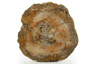 Colorful Petrified Wood (Araucaria) Round - Madagascar #325569