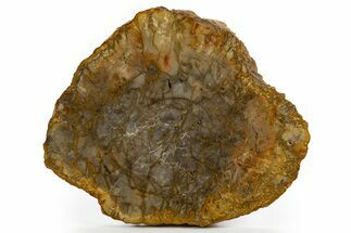 Colorful Petrified Wood (Araucaria) Round - Madagascar #325570