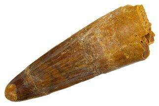 Fossil Spinosaurus Tooth - Real Dinosaur Tooth #326201