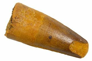 Fossil Spinosaurus Tooth - Real Dinosaur Tooth #326203