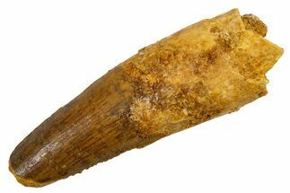 Fossil Spinosaurus Tooth - Feeding Worn Tip #326231