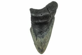 Partial Fossil Megalodon Tooth - South Carolina #320659