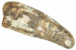 Fossil Spinosaurus Tooth - Feeding Worn Tip #326261