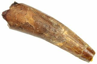 Bargain, Fossil Spinosaurus Tooth - Real Dinosaur Tooth #326264