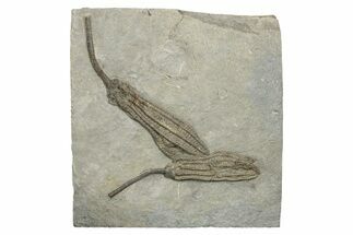 Multiple Fossil Crinoid Plate (Histocrinus) - Indiana #326038