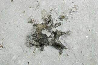 Fossil Crinoid (Gilbertsocrinus) Crown - Silica Shale, Ohio #326039