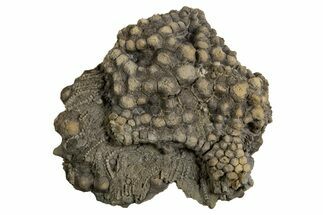 Fossil Crinoid (Gilbertsocrinus) Crown - Indiana #326043