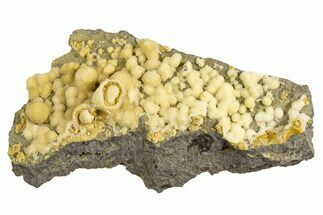 Globular Yellow-Brown Calcite Formations on Basalt - Italy #325616