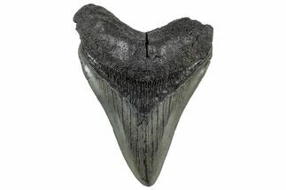 Serrated, Fossil Megalodon Tooth - South Carolina #325733