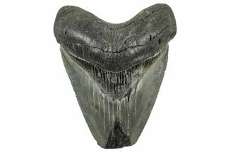 Serrated, Fossil Megalodon Tooth - Feeding Damaged Tip #325761