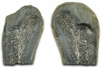 Scale Tree (Lepidodendron) Fossil Pos/Neg - Mazon Creek #325848