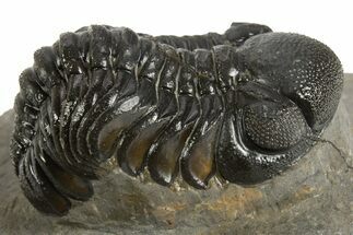 Detailed Austerops Trilobite - Ofaten, Morocco #325985