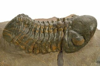 Detailed Reedops Trilobite - Atchana, Morocco #325876