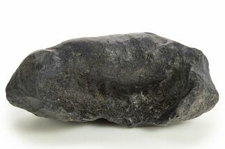 Large, Fossil Whale Ear Bone - South Carolina #325704