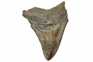 Serrated, Brown Fossil Megalodon Tooth - South Carolina #321251