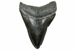 Fossil Megalodon Tooth - South Carolina #321252