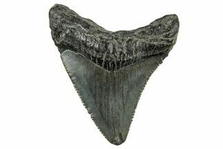 Serrated Angustidens Tooth - Megalodon Ancestor #326318