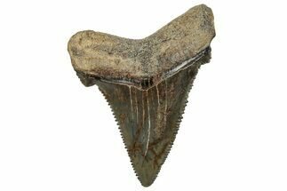 Serrated Angustidens Tooth - Megalodon Ancestor #326319