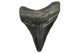 Juvenile Megalodon Tooth - South Carolina #326341