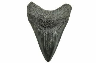Juvenile Megalodon Tooth - South Carolina #326342