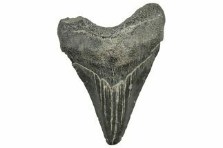 Juvenile Megalodon Tooth - South Carolina #326344