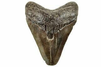 Juvenile Megalodon Tooth - South Carolina #326347