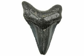 Serrated Chubutensis Tooth - Megalodon Ancestor #326350