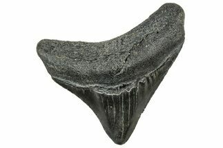 Posterior Juvenile Megalodon Tooth - South Carolina #326358