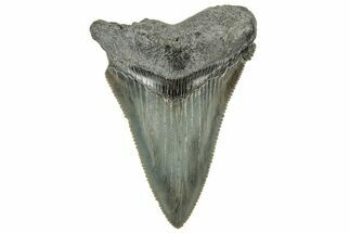 Serrated Angustidens Tooth - Megalodon Ancestor #326378