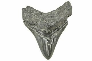 Serrated, Fossil Megalodon Tooth - South Carolina #326396