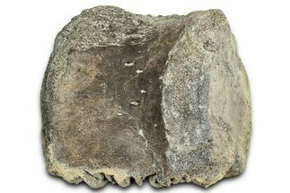 Tyrannosaur (Albertosaurus?) Vertebra Centrum - Montana #326419