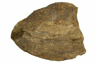 Fossil Dinosaur Vertebra Centrum - Judith River Formation #326438