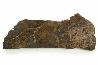 Cretaceous Fossil Turtle Shell Section - Judith River Formation #326450