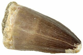 Fossil Mosasaur (Prognathodon) Tooth - Morocco #326424