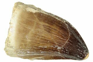 Mosasaur For Sale