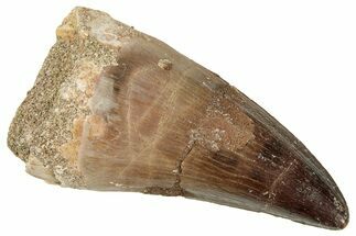 Fossil Mosasaur (Prognathodon) Tooth - Morocco #326448