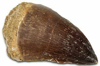 Fossil Mosasaur (Prognathodon) Tooth - Morocco #326457