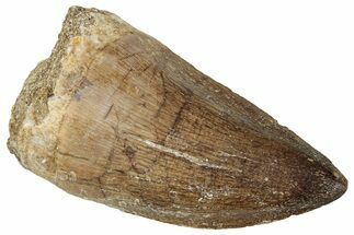 Fossil Mosasaur (Prognathodon) Tooth - Morocco #326458