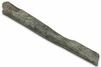 Fossil Dinosaur Appendage Bone Section - Montana #326485