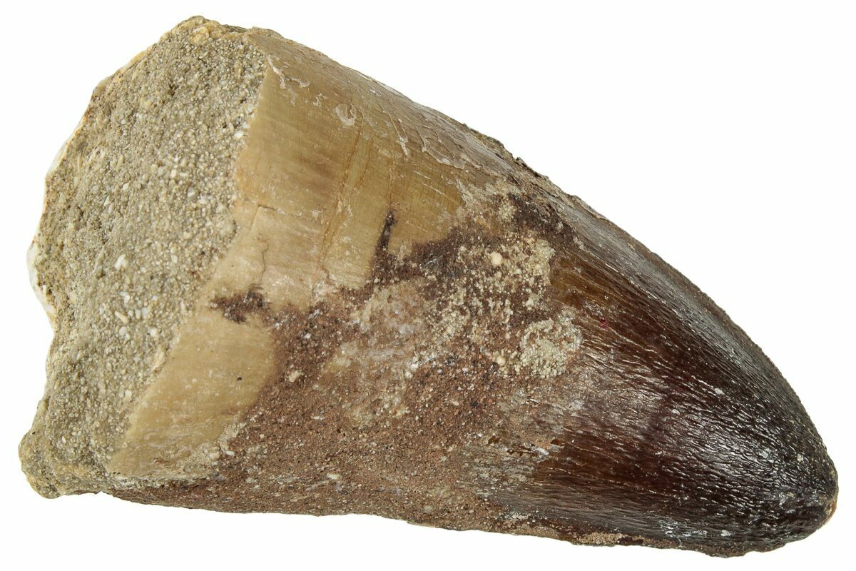 Prognathodon 1.8