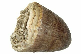 Fossil Mosasaur (Prognathodon) Tooth - Morocco #326496