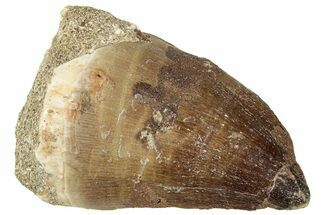 Fossil Mosasaur (Thalassotitan) Tooth - Morocco #326501