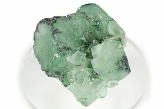 Green Cubic Fluorite Cluster With Purple Edges - Okorusu Mine #326547