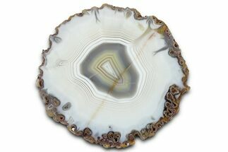 Polished Banded Agate with Wegeler Effect - Agouim, Morocco #326532