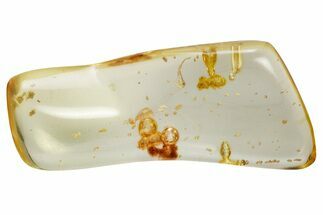 Polished Colombian Copal ( g) - Contains Termites! #326725