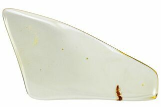 Polished Colombian Copal ( g) - Contains Termite! #326744