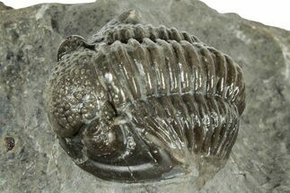 Detailed Proetid (Gerastos) Trilobite Fossil - Morocco #325853