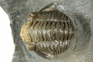Detailed Proetid (Gerastos) Trilobite Fossil - Morocco #325856