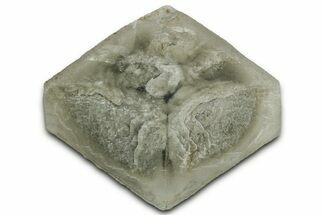 Selenite Crystal - Elder County, Utah #327002