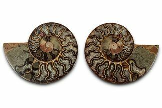 Cut & Polished, Agatized Ammonite Fossil - Madagascar #318098